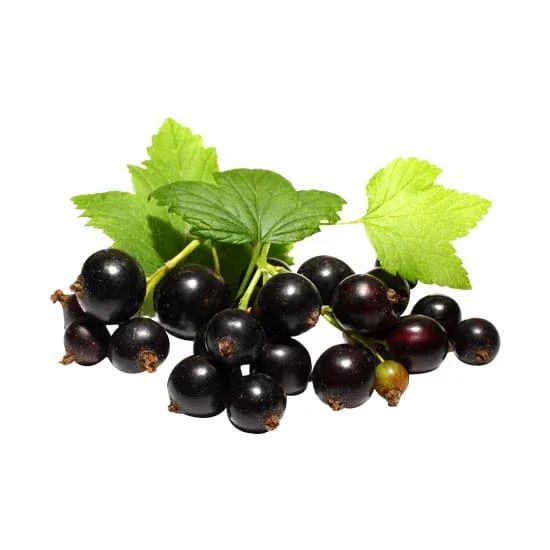 Blackcurrant Flavour Concentrate