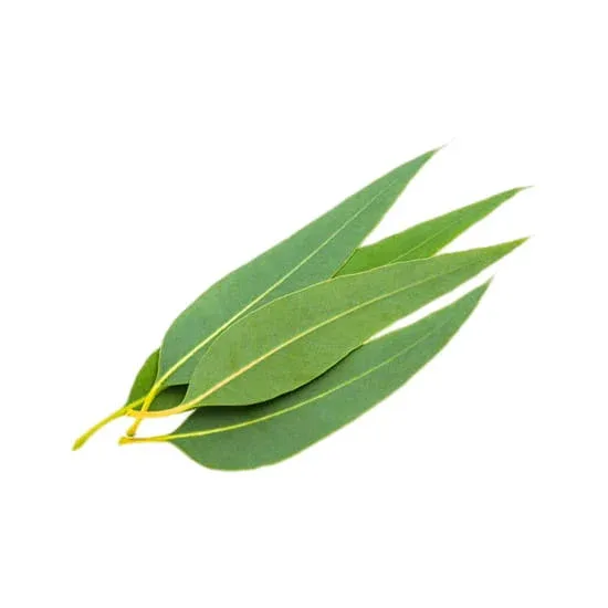 Eucalyptus Flavour Concentrate