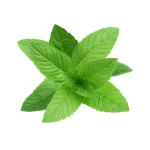 Menthol Flavour Concentrate