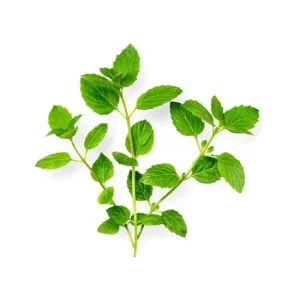Peppermint Flavour Concentrate