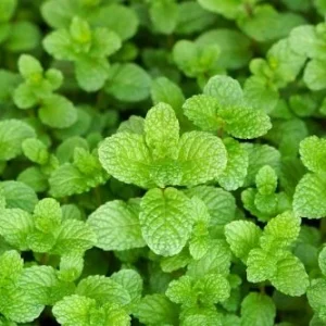 Just Mint Salted
