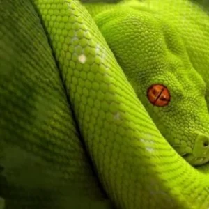Snake Venom