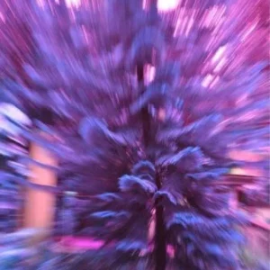 Purple Daze Salted
